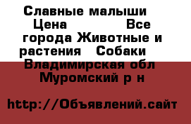 Славные малыши! › Цена ­ 10 000 - Все города Животные и растения » Собаки   . Владимирская обл.,Муромский р-н